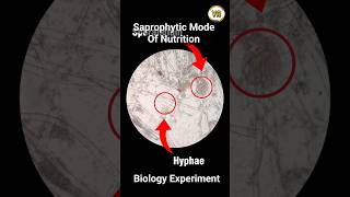 Growth of Rhizopus Fungi  Saprophytic Mode of Nutrition  Experiment based Learning [upl. by Nyraa495]