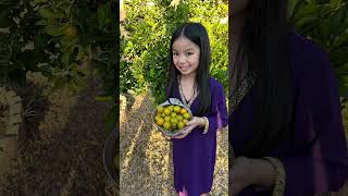 Citrus harvest Kalamansicalamondin gardening citrus [upl. by Eitteb]