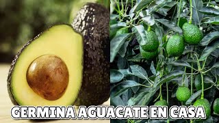 COMO GERMINAR AGUACATE PALTA EN CASAAGENDA VERDE [upl. by Noerb700]