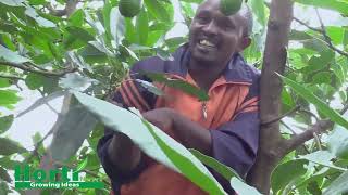 Gatanga Avocado farmer Peter Mburu Gathuu  Part two [upl. by Earehs881]