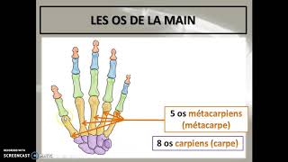 Cours 34b  Le système squelettique 2e partie [upl. by Eelhsa]