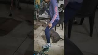 Magic ✨✨✨ ki barking training 😁😁😁😁😁😁doglover bestpet americanpittbull [upl. by Airym882]