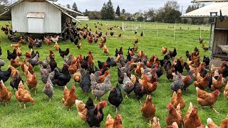 How American Farmers Raise Millions Of Poultry In The Pasture  Chicken Farming [upl. by Taimi912]