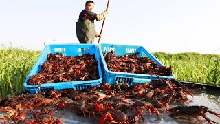 Millions Crawfish Harvesting and Processing  Crayfish Farm and Harvest  Crawfish Process Factory [upl. by Odnavres]