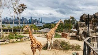 Exploring Taronga Zoo Sidney [upl. by Suravart]