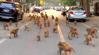 Mischievous Monkeys Take Over Government Buildings in India [upl. by Stockton]