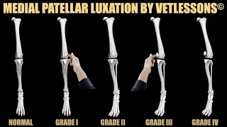 Patellar luxation grades in dogs [upl. by Ayatan]