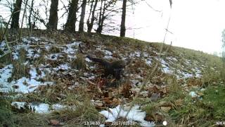 Maginon WK4 HD Wildlife camera  Clip4 [upl. by Tnirb]