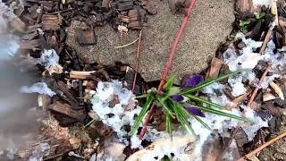 Why Crocuses Bloom in the Snow [upl. by Sayed310]