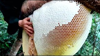 Wild Honey Harvesting Satisfying  Honeycomb is 14kg Delicious Honey [upl. by Akenot645]