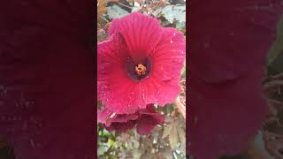 Cranberry  Hibiscus acetosella Rosemallowshorttrending shortsfeedshortvideonature subscribe [upl. by Cathlene]