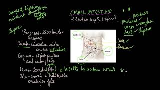 Small and Large Intestines Nutrition  Life Sciences  Khan Academy [upl. by Holmes]