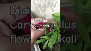 Dianthus Caryophyllus flower ki kali youtubeshorts viralvideo trending nature plzsubscribe [upl. by Atinnor]