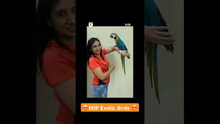 ❤️BlueGold Is Here minkpurohit mjpexoticbirds parrot seo [upl. by Michelina]