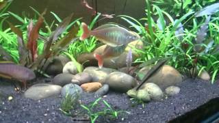 Chilatherina bleheri rainbowfish [upl. by Jose]