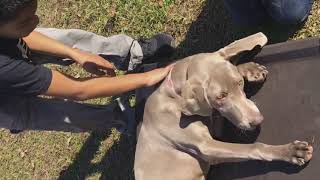 High Energy Puppy Training Addison 6 month old Weimaraner Before and After [upl. by Koenig]