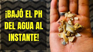 El increíble efecto de las conchas marinas en el pH del Agua ¡Te sorprenderás [upl. by Leugimesoj]