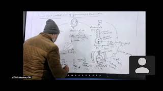 life cycle of marchantia by AKD Sir [upl. by Elvyn194]