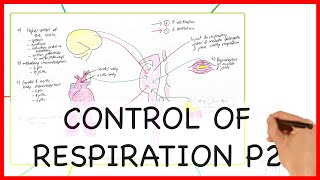 CONTROL OF RESPIRATION PART 2 PHYSIOLOGY SERIES [upl. by Alrac]