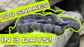 100 Snakes in 3 Days [upl. by Annek]