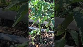 Fertilizer in transplanting tomatoes 🍅 [upl. by Luna]