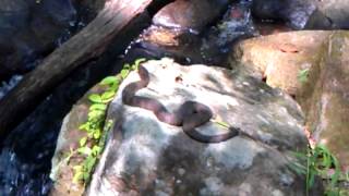 Water moccasin in North Georgia [upl. by Aronson]