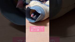 【文鳥】おぴいの新しい家！？ ペット birds 小鳥 R61112 [upl. by Inaffets55]