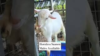 Hornless Saanen Males Available [upl. by Ayikaz]