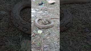 hemotoxic venomous snake 🐍 Russell viper 🐍youtubeshorts subscribe shorts [upl. by Kcirdled]