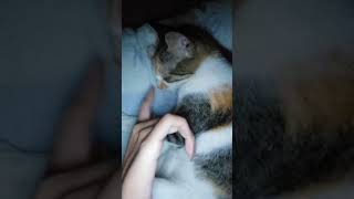 Magbiro ka sa lasing wag lang sa bagong gising angrycat ytshorts catlover [upl. by Knox]