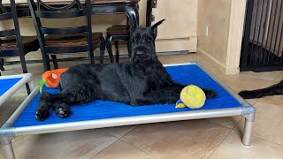 Kuranda Why you need these elevated dog beds for your pets [upl. by Annaeerb326]