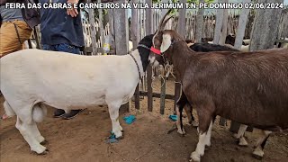 FEIRA DA VILA JERIMUM TNPE 02062024 CARNEIROS E CABRAS [upl. by Aloisius]