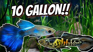 5 Amazing Livebearers for Your 10 Gallon Aquarium [upl. by Niki]