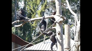 Schimpanser som skriker på Kolmårdens djurpark Chimpanzee at Kolmårdens Zoo in Sweden [upl. by Medina]