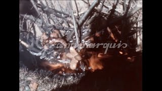 8mm  Switzerland  cervelas swiss sausage BBQ party  1960s [upl. by Yema967]