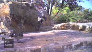 Two YellowRumped Warblers At NHM Wildlife Gardens [upl. by Oirasor]