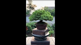 Replant a cypress bonsai 분재 [upl. by Suivatnod888]