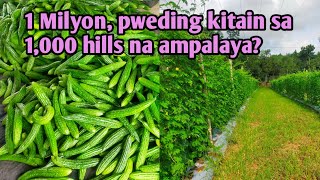 ISANG MILYON KAYA BA KITAIN SA 1000 NA PUNO NG AMPALAYA [upl. by Marquardt611]