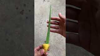 I have propagated aloe vera many times using leaves shorts [upl. by Eilyr98]