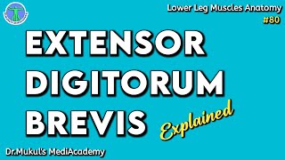 Extensor Digitorum Brevis Muscle Origin Insertion Action  Anatomy Explained80 [upl. by Oirtemed]