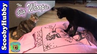 The Big Whoopie  Cat Clips 90 [upl. by Notnil733]