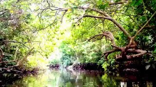 Kerala Tourism  Poovar Mangrove forest Part 1 [upl. by Neom]