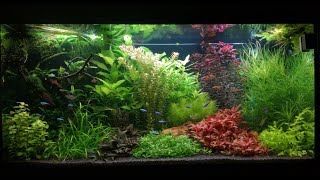 Juwel Rio 350 LED aquarium setup [upl. by Aleit]