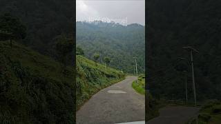 Mesmerizing Darjeeling 😍🥰en route to rock garden Darjeeling shorts [upl. by Nairadal]