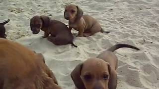 kaninchen teckel pups op het strand clip 3 [upl. by Wolfie]