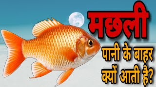 Why Do Fish Come Out of Water  Machhliyan Pani Ke Bahar Kyun Aati Hai [upl. by Aronoff]