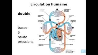 physiologie cardio vasculaire partie 1 [upl. by Zertnom]