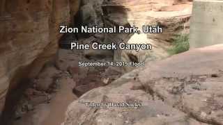 Zion National Park  Pine Creek Canyon Flood [upl. by Pretrice]