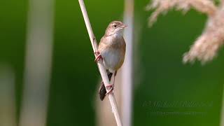 Savis Warbler Call birds birdsounds [upl. by Arimahs]