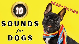 🤔10 Sounds That Attract Dogs and Tilt Heads How Will Your Dog React🔔 Sounds for Dogs prankyourdog [upl. by Locin325]